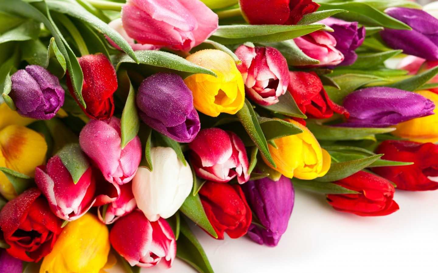 Картинки для аватарок с цветами тюльпанов 018