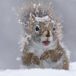 Картинки животных в снегу 015