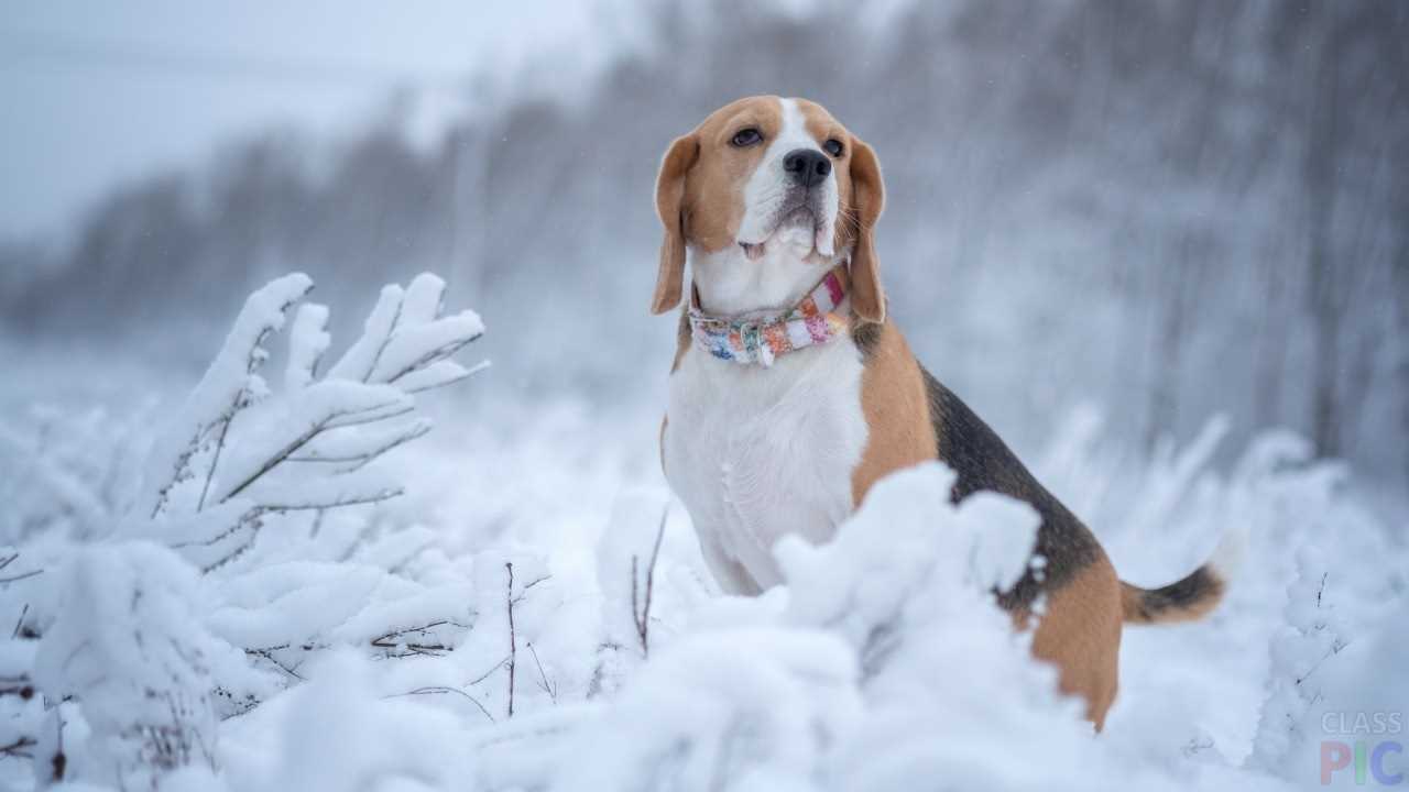 Картинки собак во время зимы 09