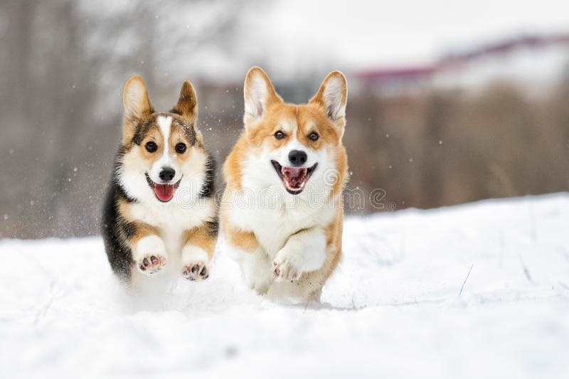 Корги собака в снегу 018