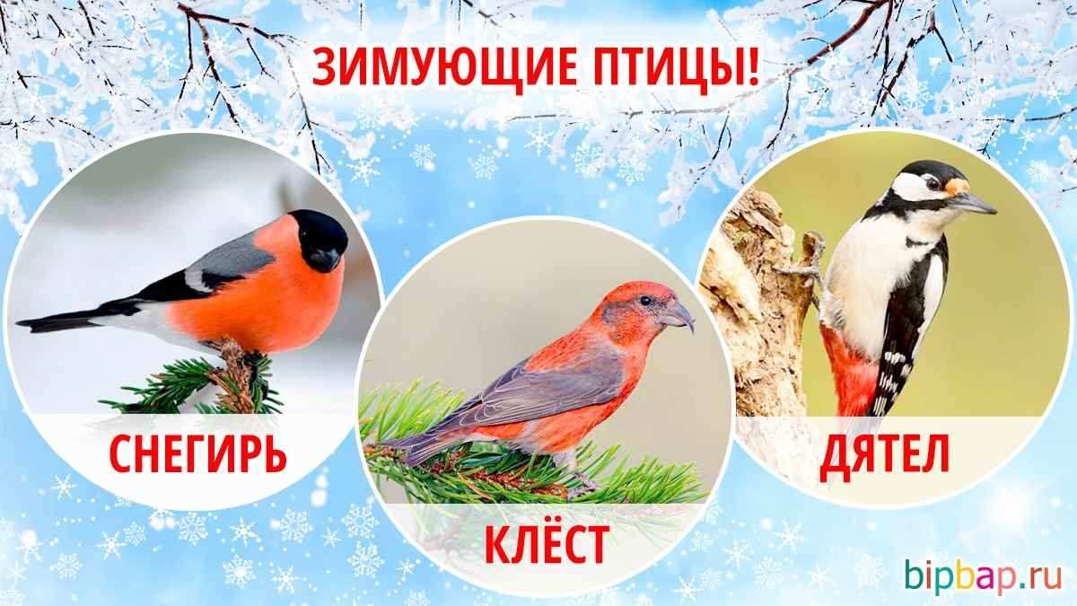Красивые картинки для детей с птицами 015