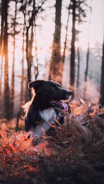 Красивые картинки собак на природе 018