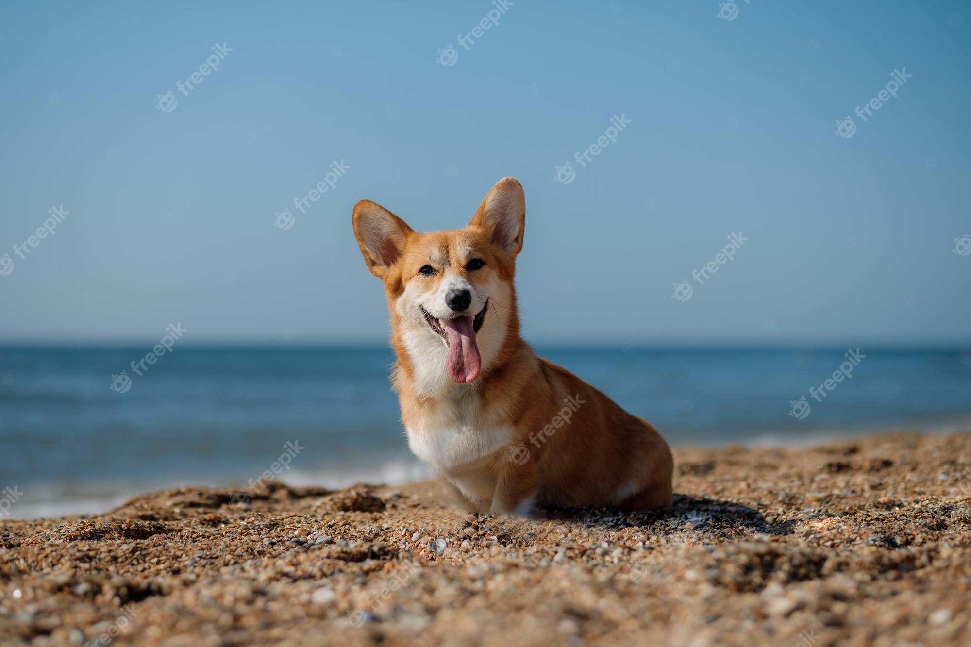 Красивые картинки собаки Корги на пляже 020