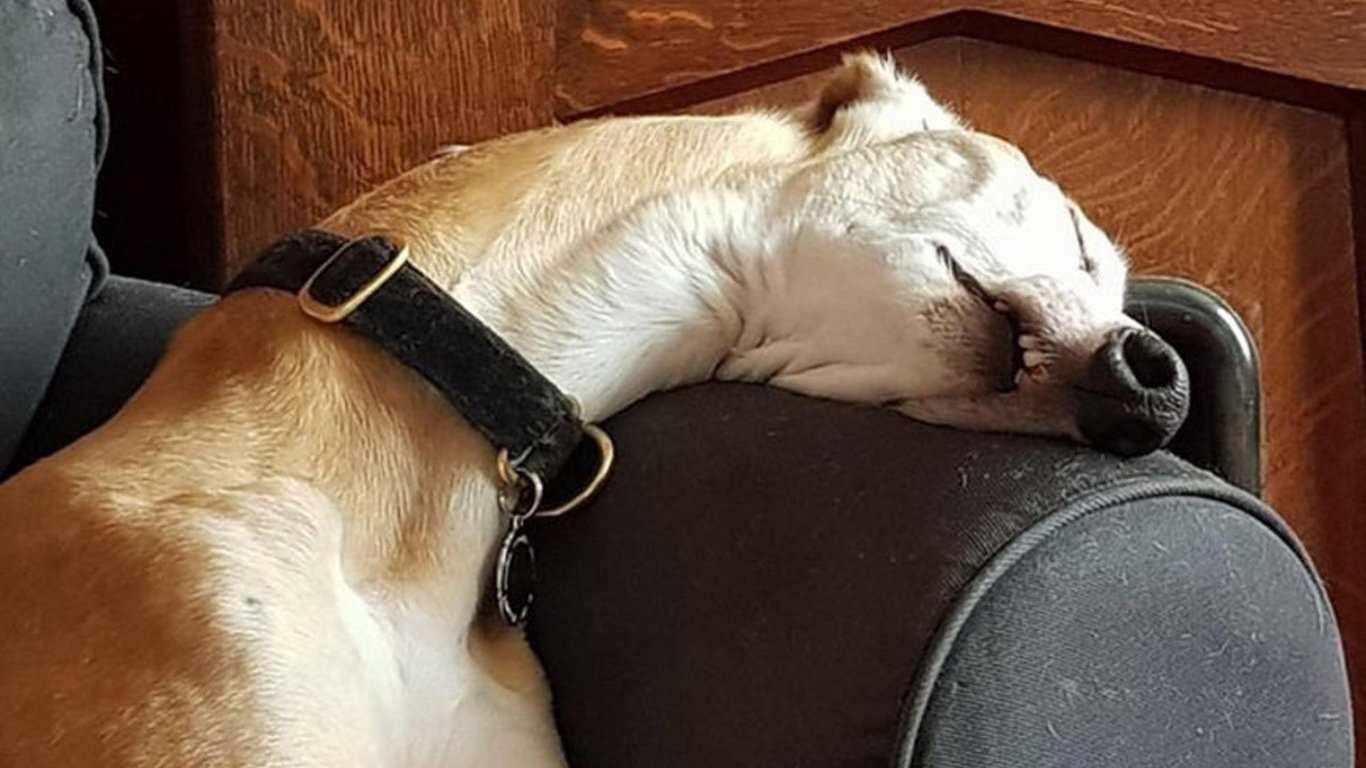 Собака смешно спит