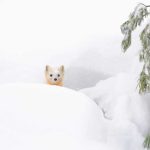 Милые фото животных в снегу 014
