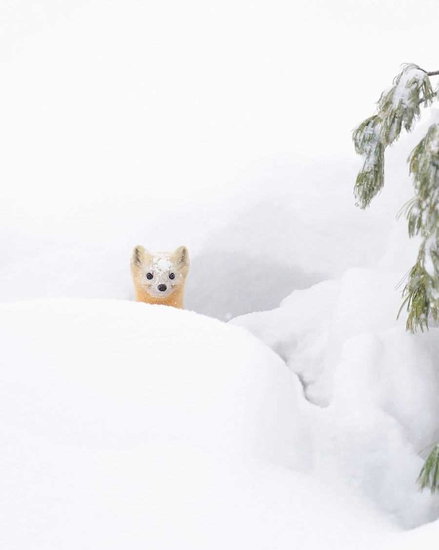 Милые фото животных в снегу 014