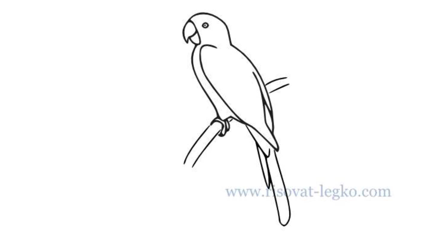 Необычные рисунки попугаев для рисования 001