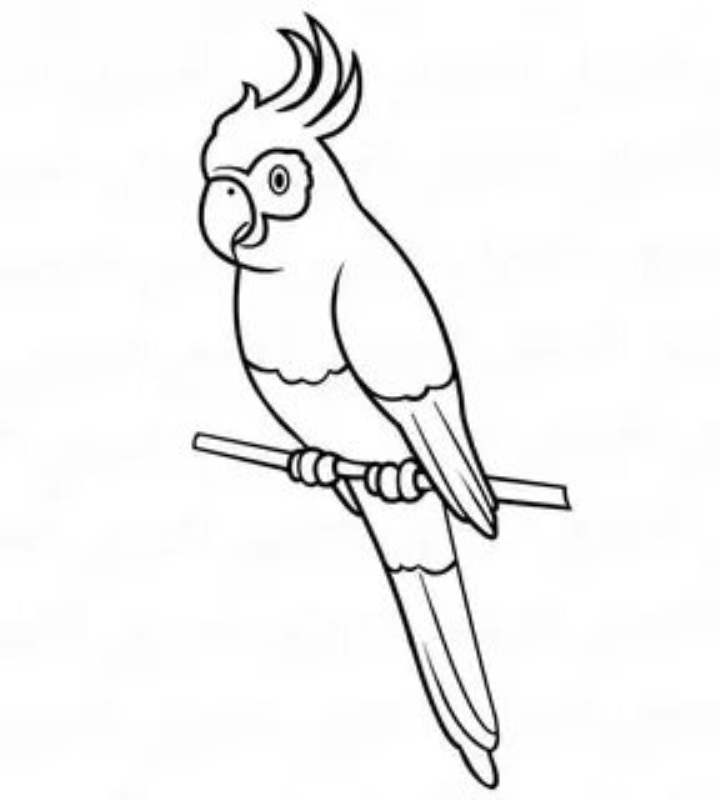 Необычные рисунки попугаев для рисования 005