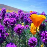 Прикольные фото весенних цветов на поляне 016