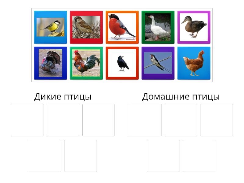 Птицы   домашние и дикие, все картинки в одном месте (15)