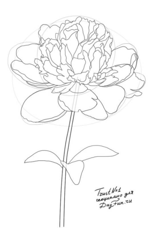 Рисунки великолепных пионов для срисовки в яркой расцветке 012