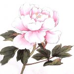 Рисунки великолепных пионов для срисовки в яркой расцветке (15 фото)