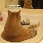 Смешные картинки с котами для телефона 017