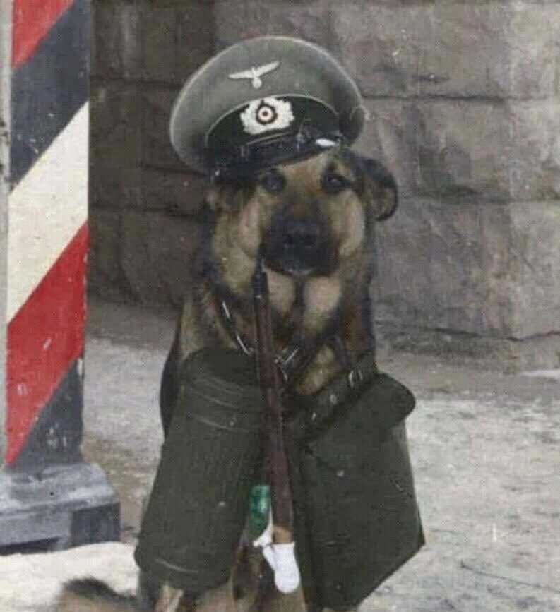 Собаки в военных униформах на картинках 013