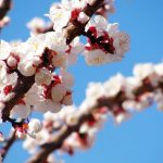 Фотографии цветущих деревьев весной 016