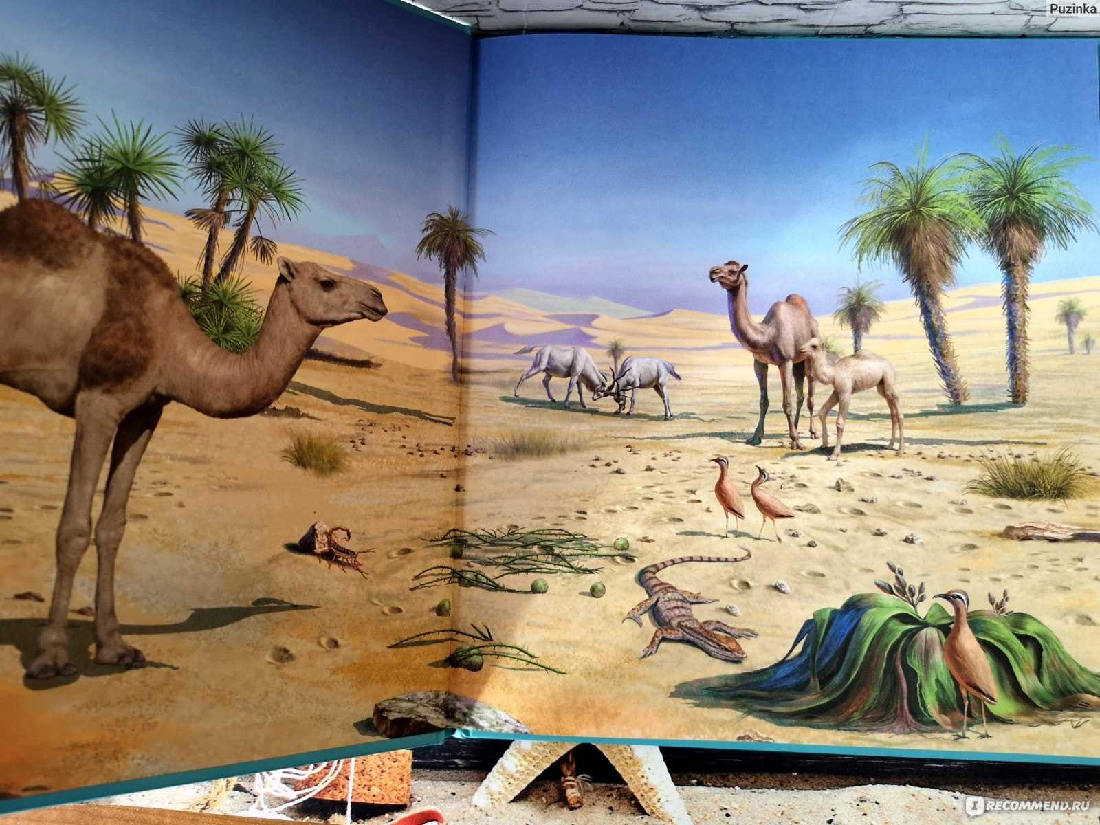 Яркие иллюстрации животных в пустыне 09