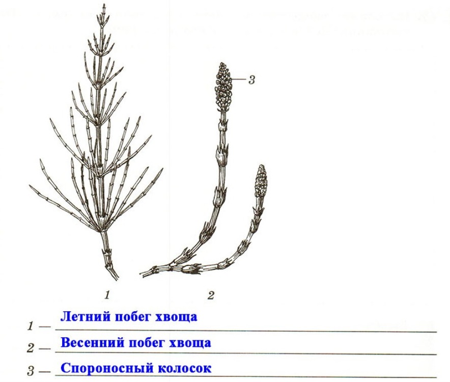 Строение хвоща 7 класс биология. Хвощ полевой строение. Строение побега хвоща. Хвощ полевой схема строения. Весенний побег хвоща полевого.