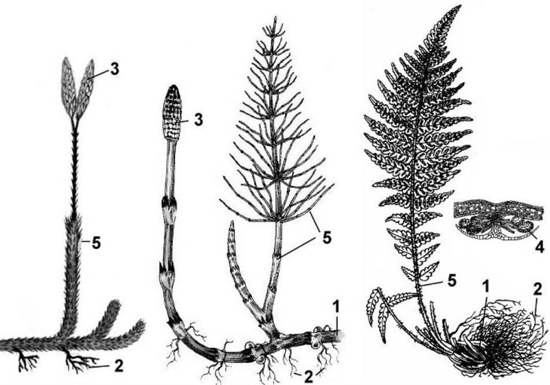 Строение хвоща рисунок