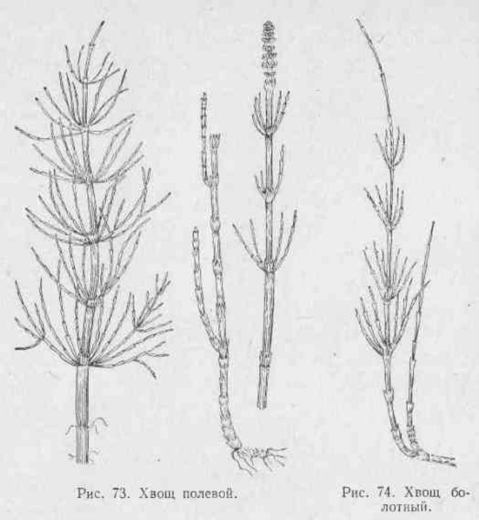 Хвощ полевой строение рисунок
