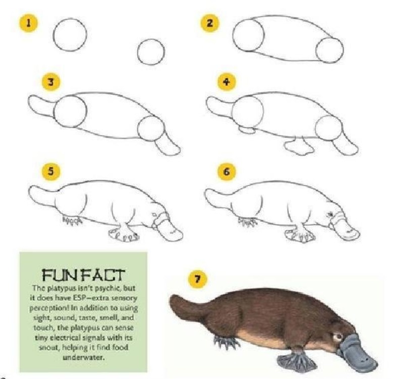 Как нарисовать утконоса поэтапно