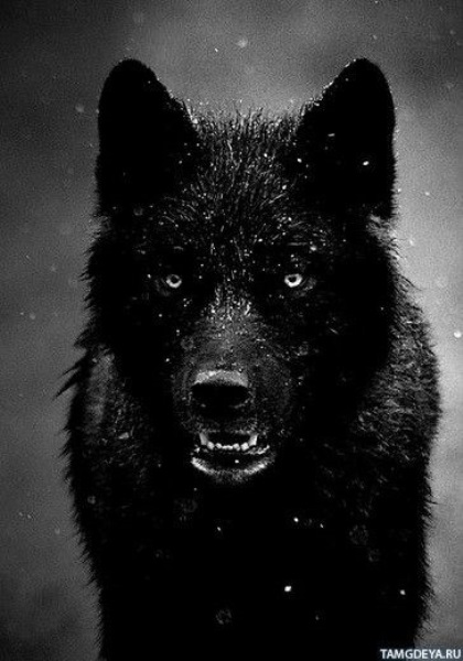 Авы с изображением волков 015