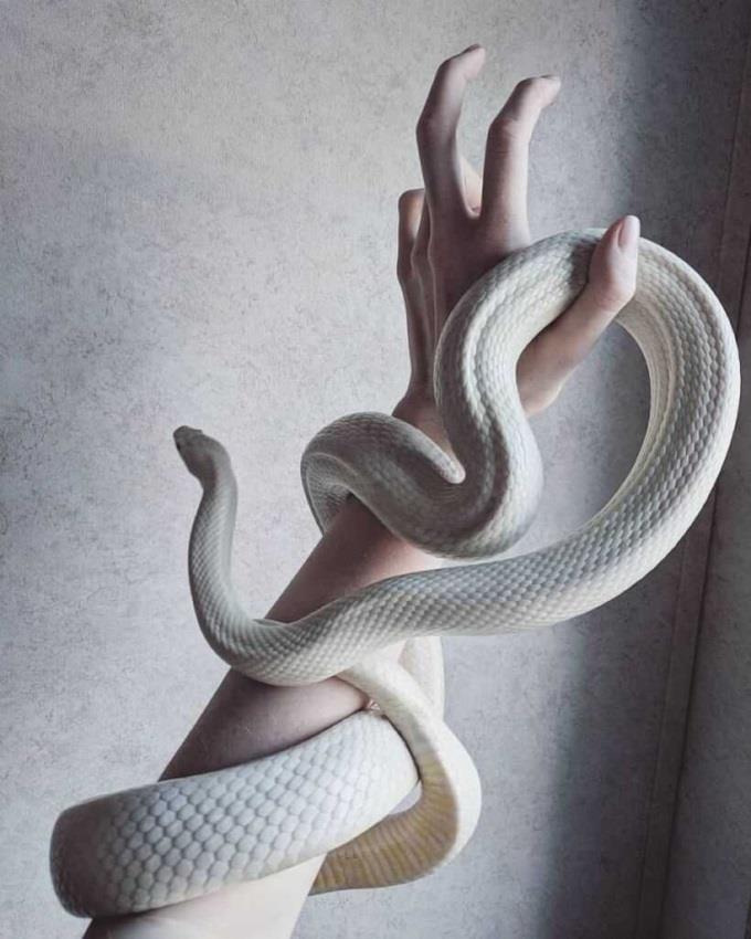 Для телефона белая змея обои 015