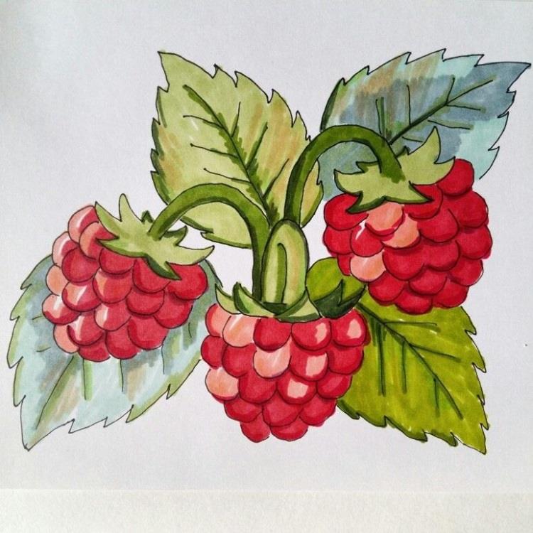 Как нарисовать рисунки ягод для срисовки 002