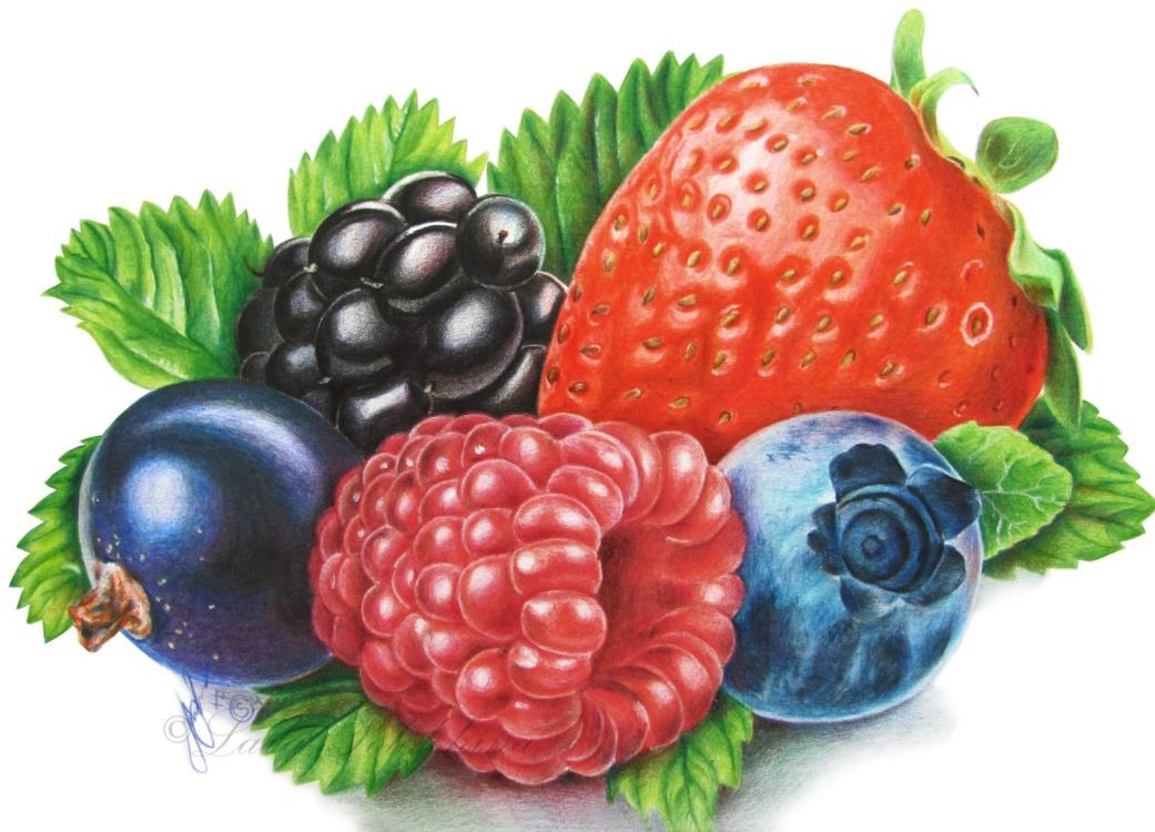 Как нарисовать рисунки ягод для срисовки 003