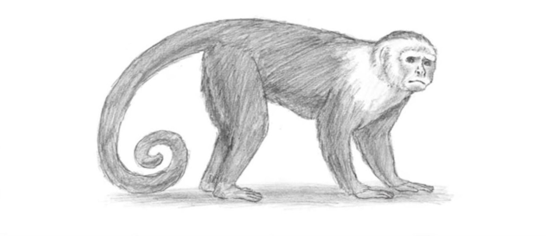 Нарисовать обезьяну карандашом