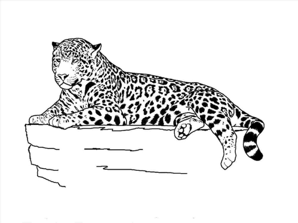 Крутые рисунки ягуара для срисовки 006