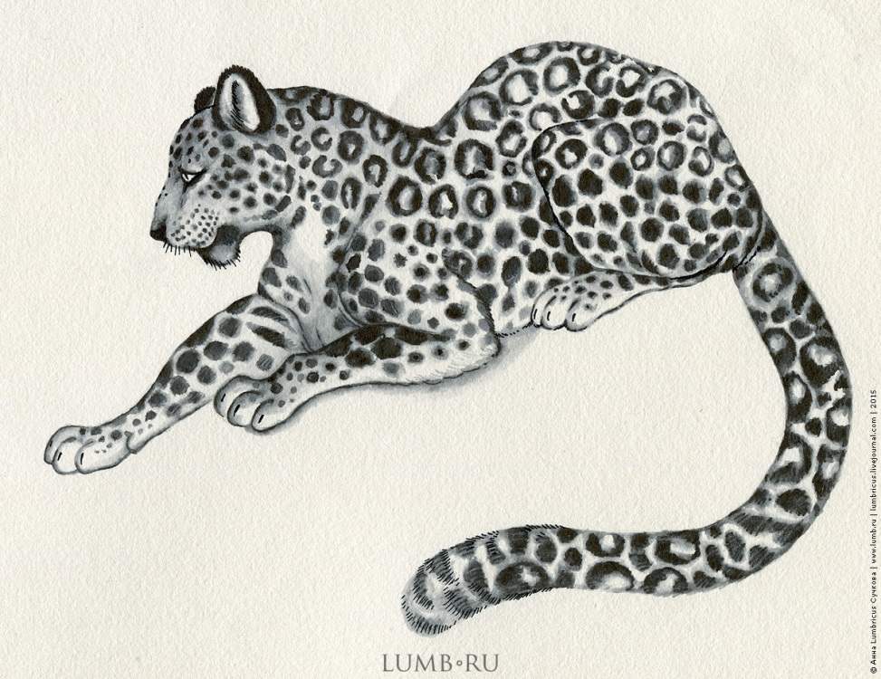 Крутые рисунки ягуара для срисовки 013