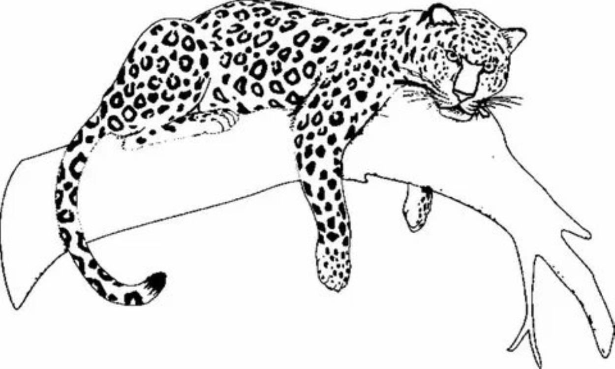 Крутые рисунки ягуара для срисовки 019
