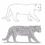 Крутые рисунки ягуара для срисовки
