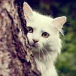 Самые милые и красивые коты на аватарку в ватсапе 022