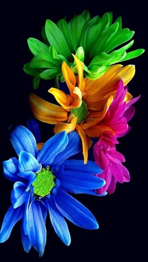 Яркие цветы обои на телефон в высоком разрешении 001