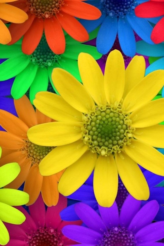 Яркие цветы обои на телефон в высоком разрешении 004