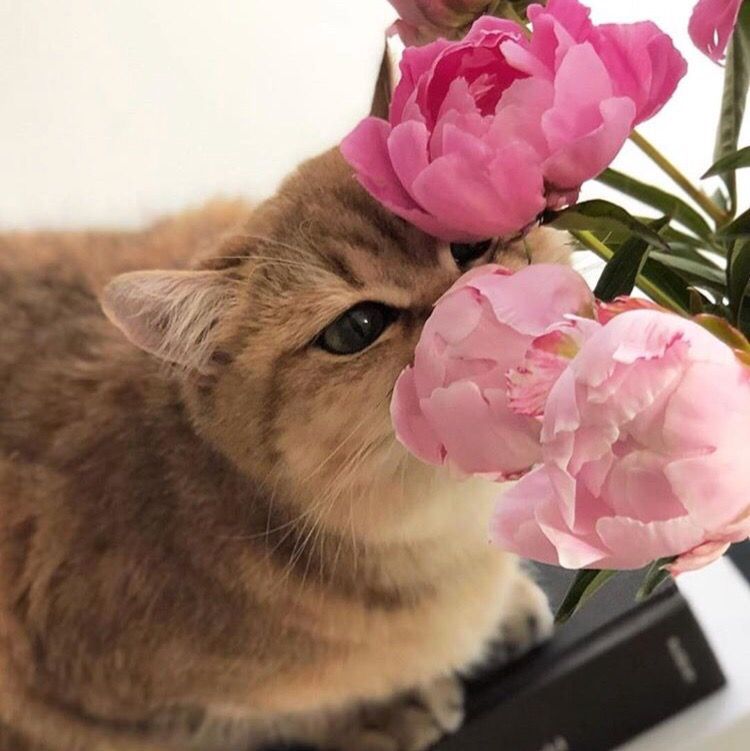 Милый котик с цветами на утро весны (13)