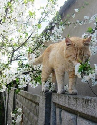 Милый котик с цветами на утро весны (18)