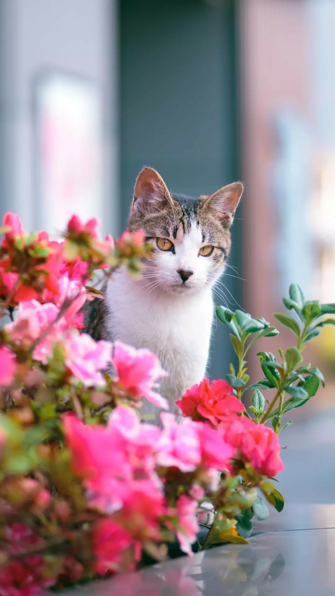 Милый котик с цветами на утро весны (20)