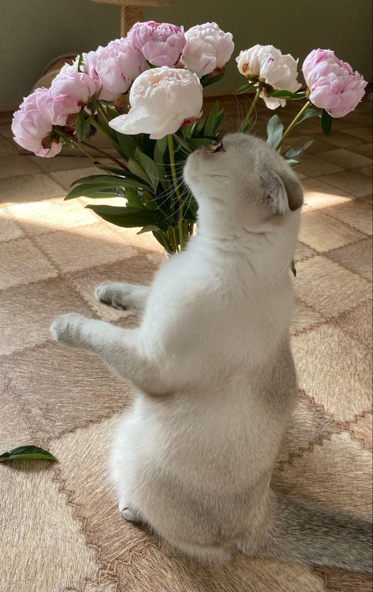 Милый котик с цветами на утро весны (22)