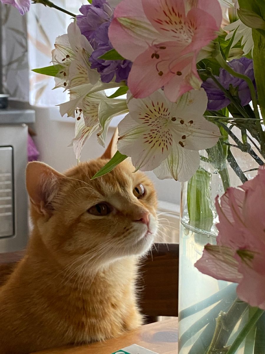 Милый котик с цветами на утро весны (24)