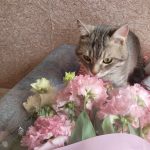 Милый котик с цветами на утро весны (25)