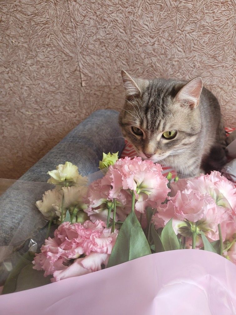 Милый котик с цветами на утро весны (25)