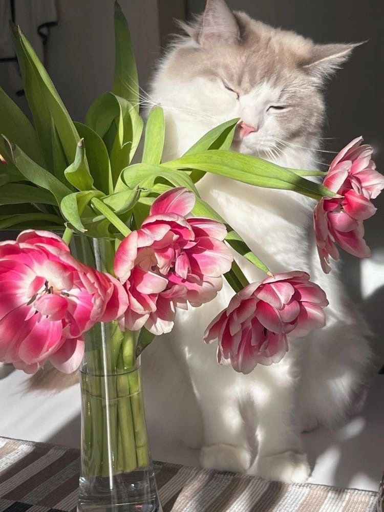 Милый котик с цветами на утро весны (9)