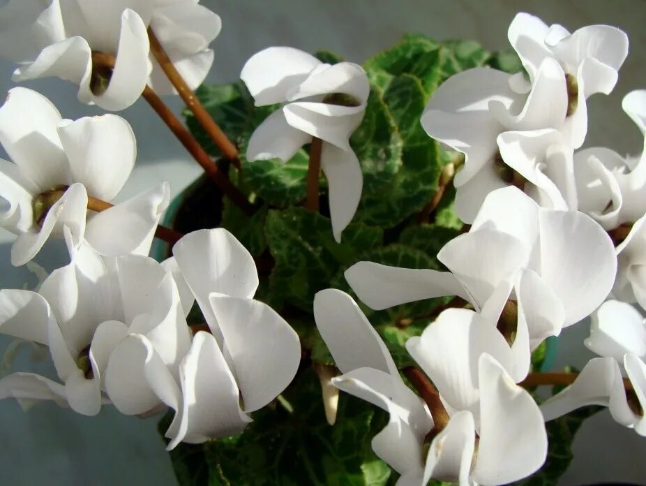 Белый цветок домашний название. Цикламен цветок комнатный. Цикламен белый. Repandum цикламен.