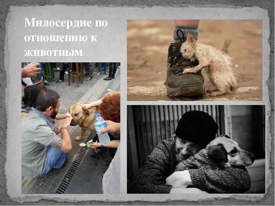 Чтобы проявить милосердие надо освободить свою душу. Добрые поступки. Об отношении к животным. Сочувствие животным. Доброта и Милосердие.