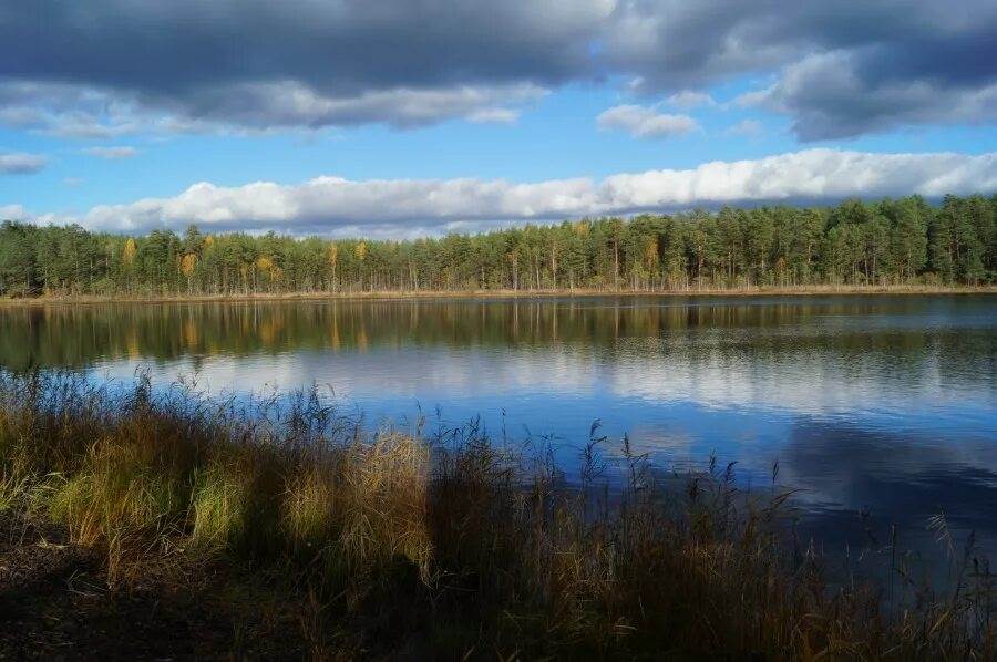 Озеро Рой Сосновский район