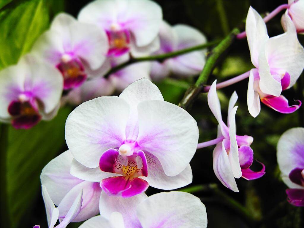 Summer orchid