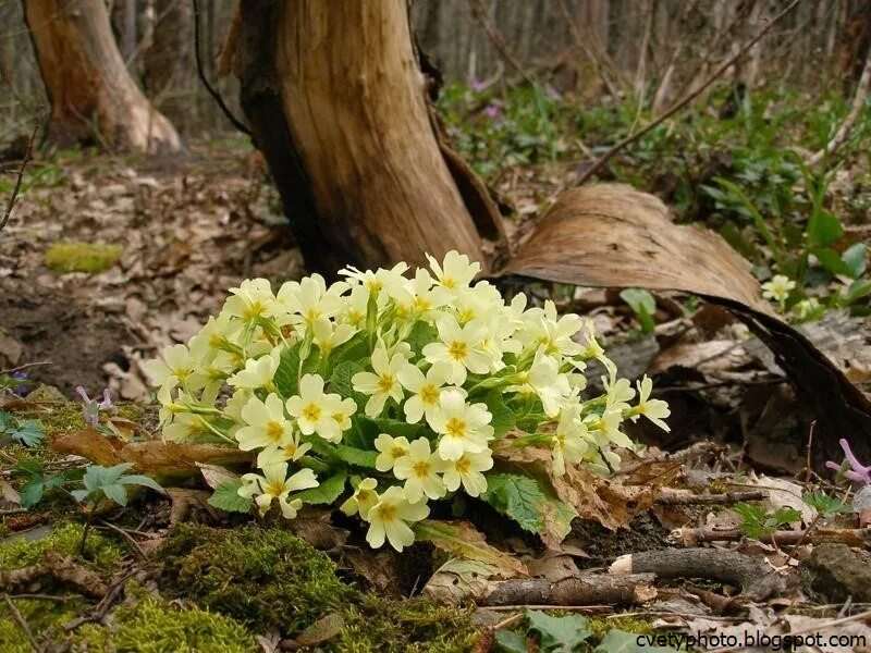 Лесные цветочки весенние