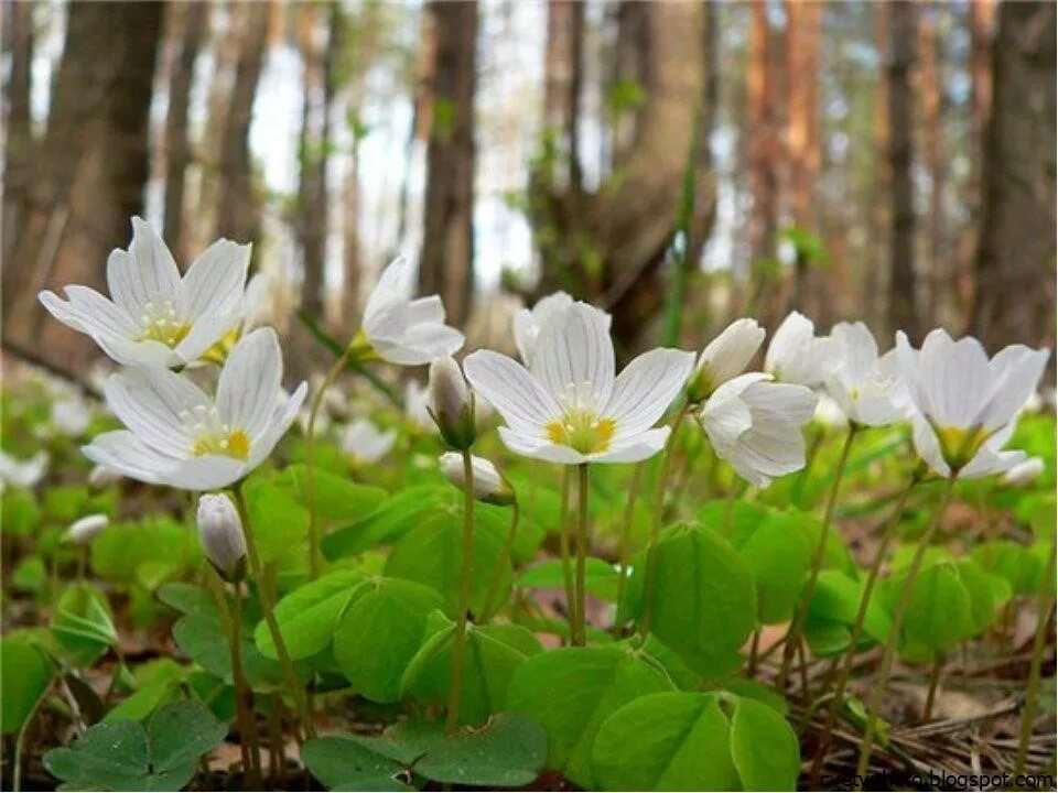 Первоцветы подснежники Уральский